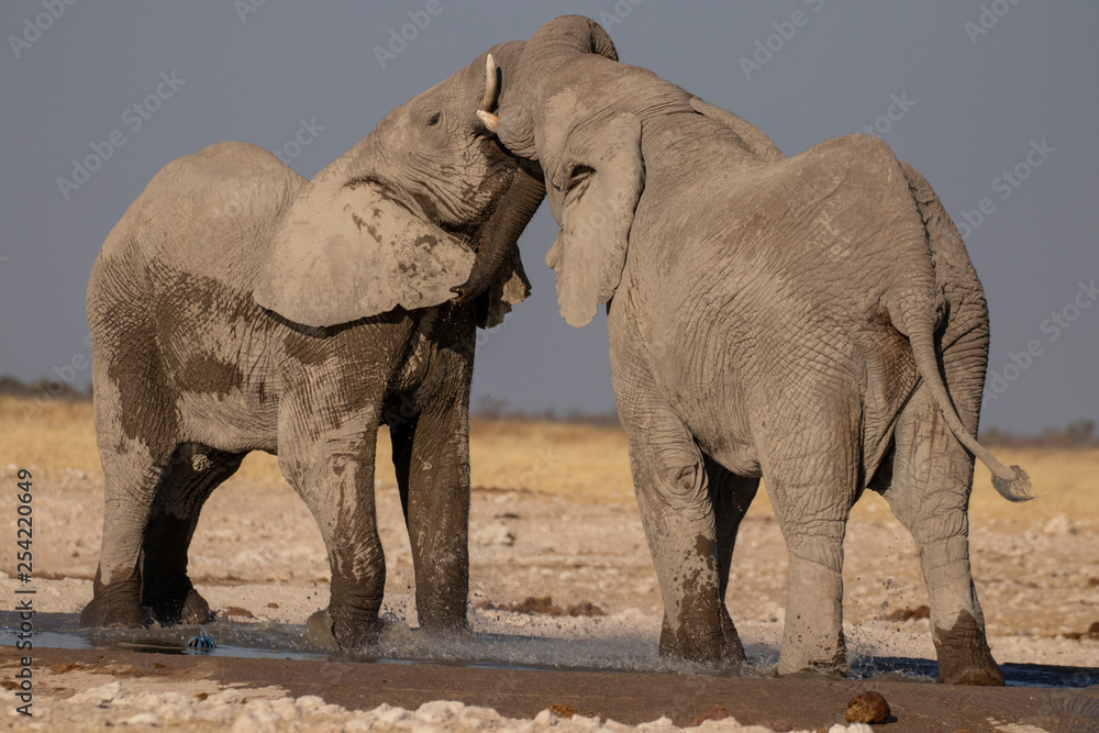 Fototapeta premium Elephant