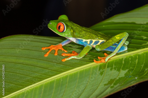 Red-eyed tree frog at night