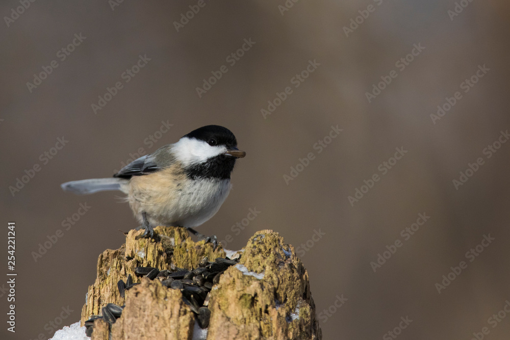 Fototapeta premium Black-capped chickadee (Poecile atricapillus) portrait
