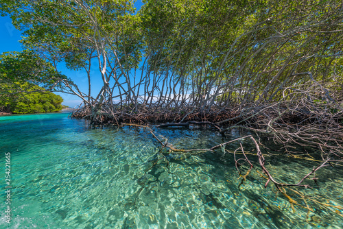 Bootsfahrt durch Mangrovenkanäle in Punta Gorda auf Roatan photo