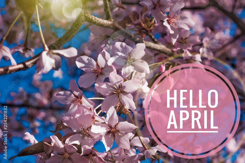 Banner hello april. Hi spring. Hello April. Welcome card We are waiting for the new spring month. The second month of spring. - obrazy, fototapety, plakaty 