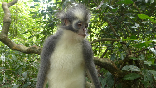 Thomas-Langur