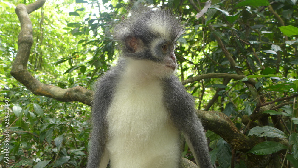 Fototapeta premium Thomas-Langur