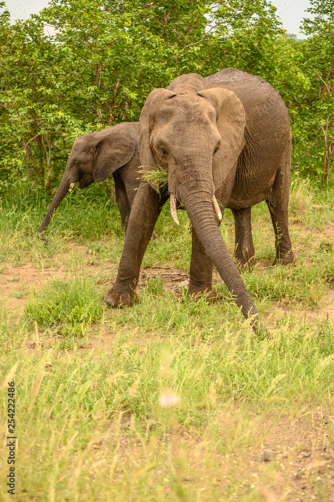 Wild african elephant close up, Botswana, Africa Wild african elephant close up, Botswana, Africa