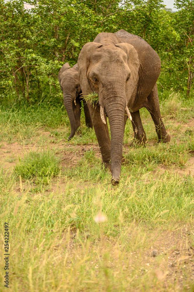 Wild african elephant close up, Botswana, Africa