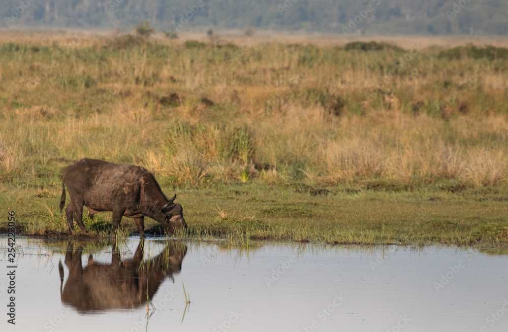 Buffalo Buffalo