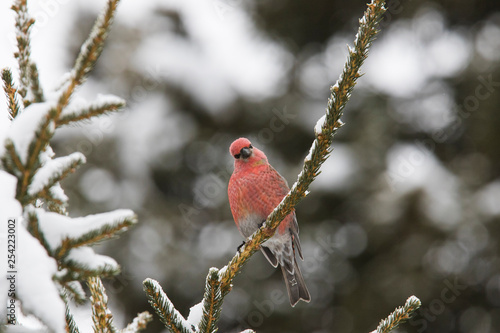 Male pine grosbeak (Pinicola enucleator) in winter © Mircea Costina