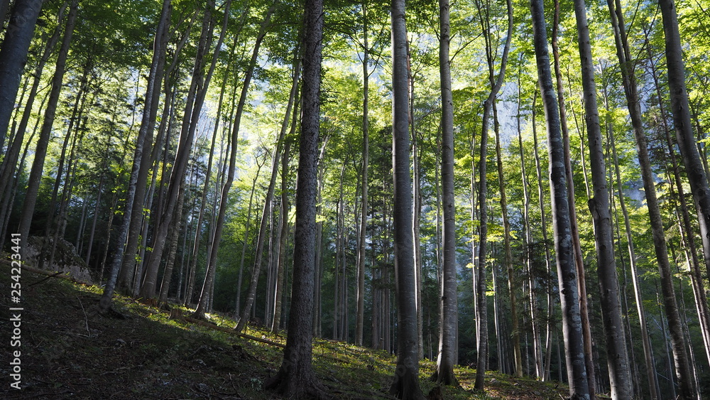 in the woods, trees on a hill on a sunny day in Hoellental, Austria in the woods, trees on a hill on a sunny day in Hoellental, Austria