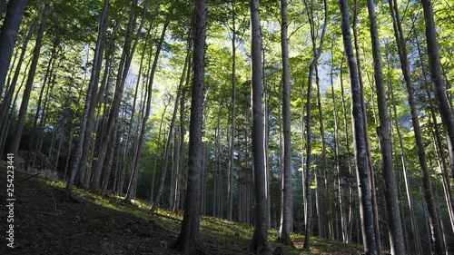 in the woods, trees on a hill on a sunny day in Hoellental, Austria