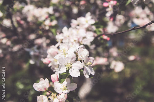 Blooming branch of Apple tree with white flowers in garden © TravelFlow