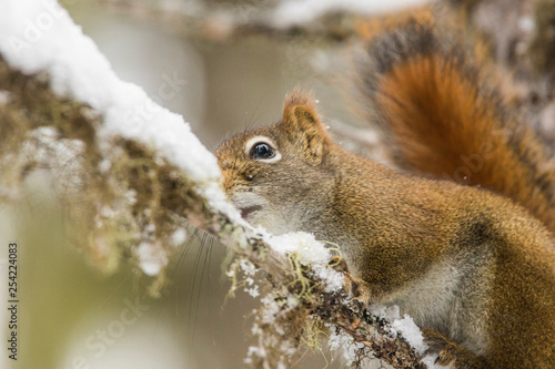 American red squirrel in winter
