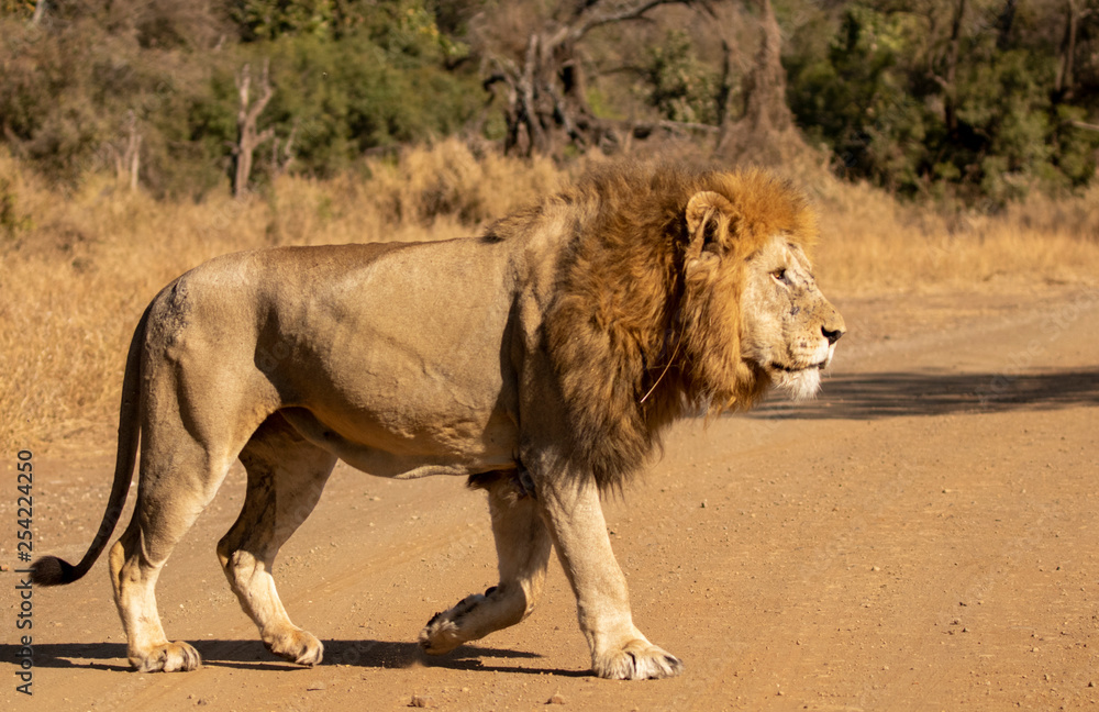 Lion in the kruger