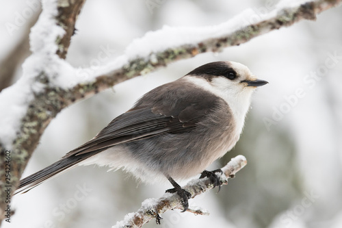 Foto The grey jay (Perisoreus canadensis), also gray jay, Canada jay, camp robber, or