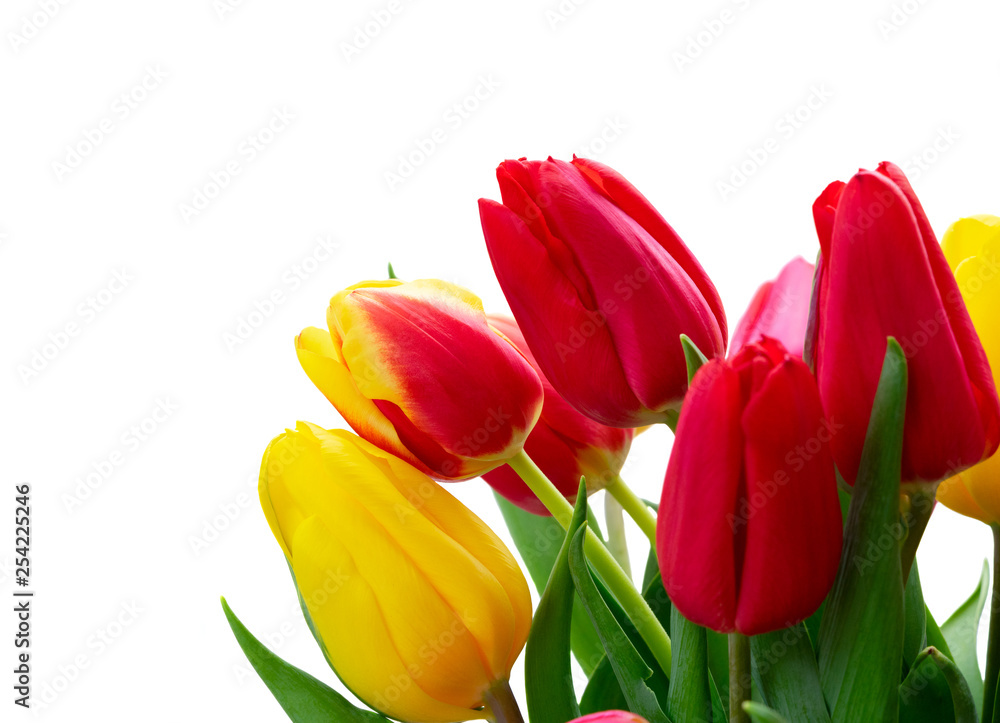 fresh tulips flowers fresh tulips flowers