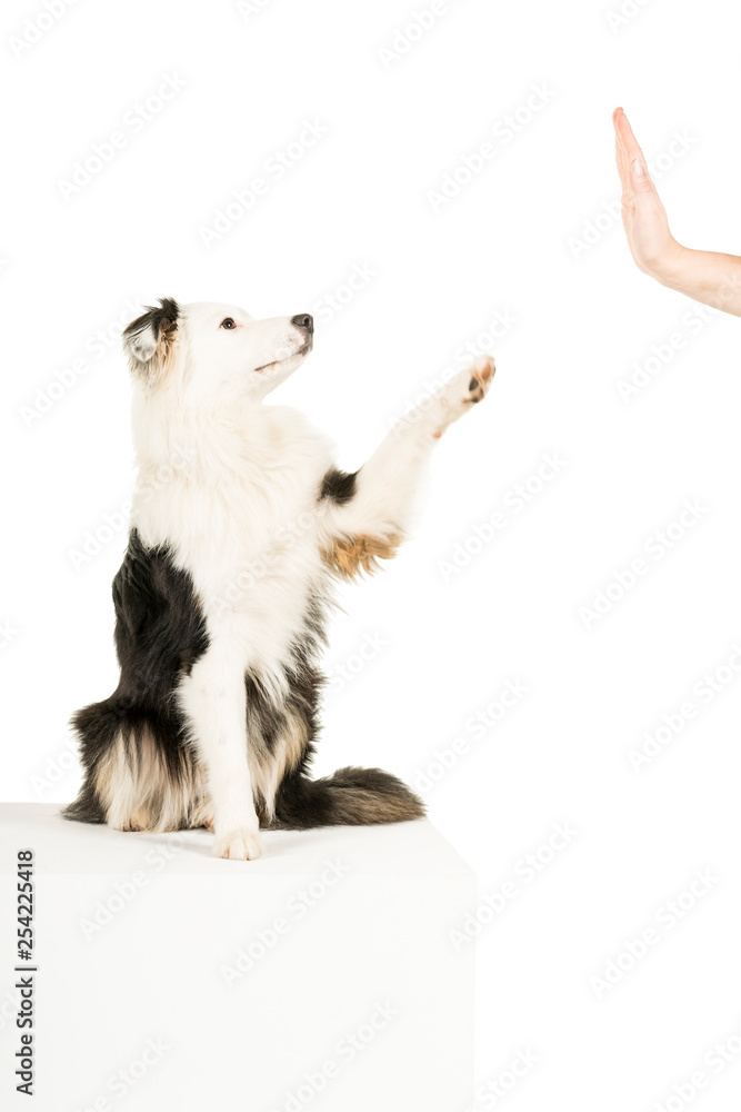 Fototapeta premium Australian Shepherd dog in white background giving a high five