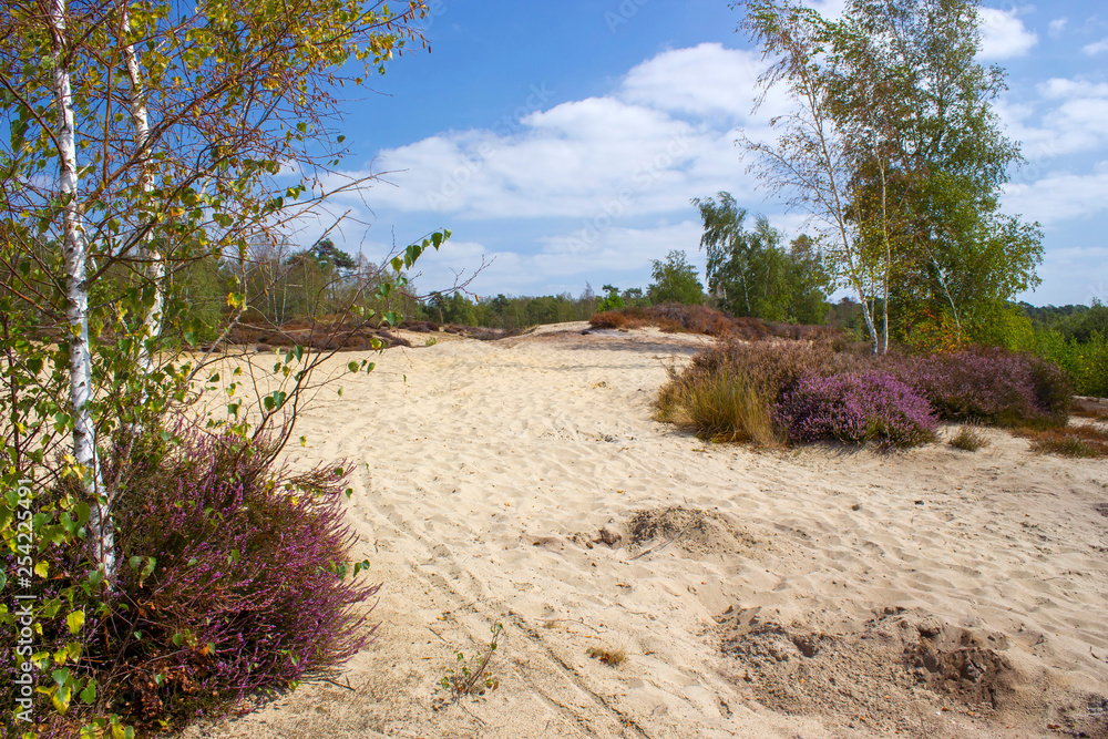 Fototapeta premium Heathland in National Park Maasduinen in the Netherlands