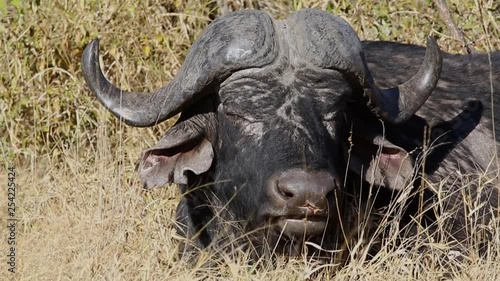 Old African cape buffalo bull rechewing his cud whilst resting photo