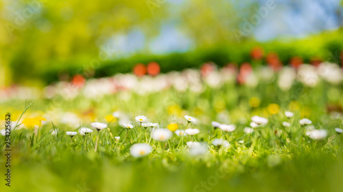 Fototapeta Naklejka Na Ścianę i Meble -  Blurred bokeh flower field background
