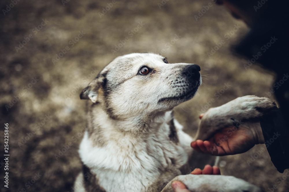 handshake of a devoted dog and man, a long-awaited meeting. Pet love  concept in life. Stock Photo | Adobe Stock