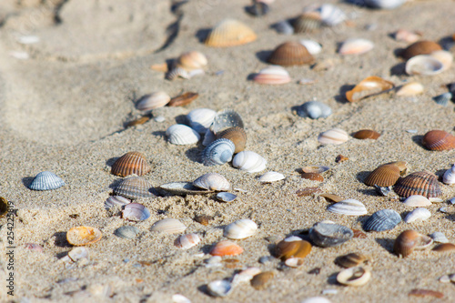 sea shells on the beach in the Netherlands, Renesse, Zeeland photo