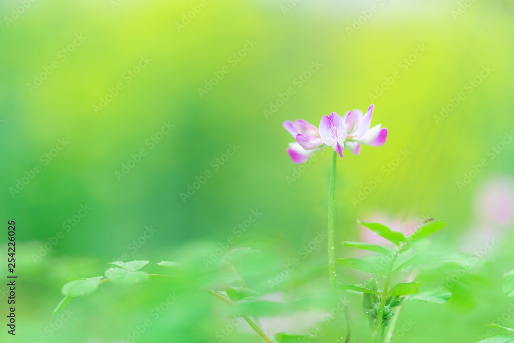 Obraz premium flowers on green background