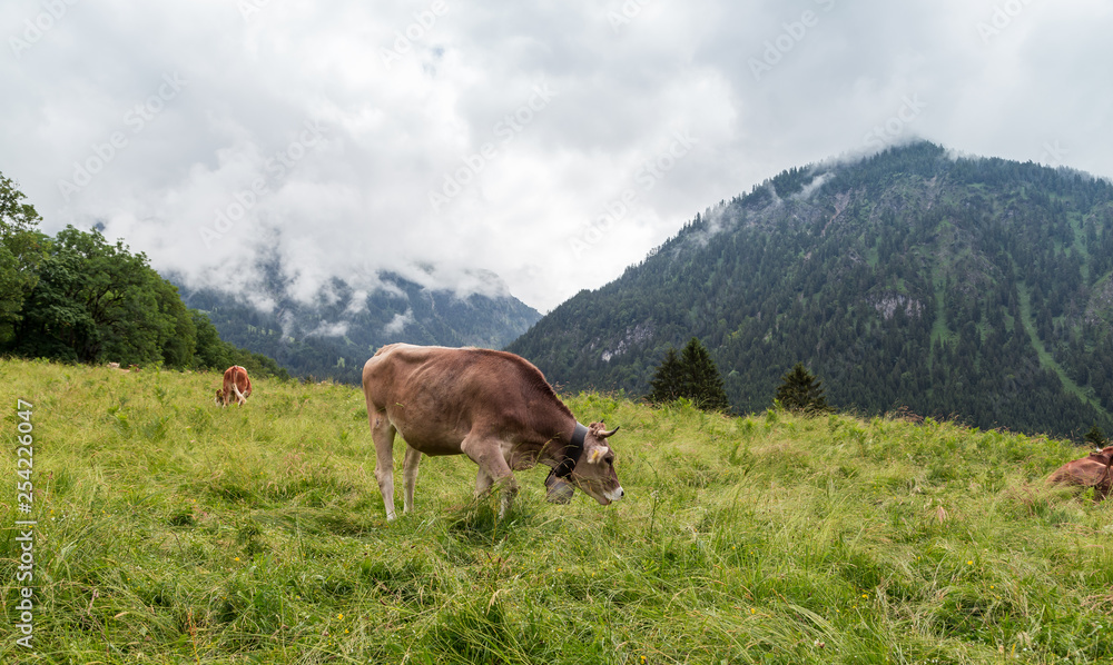 Cows grazing in hight altitude in the Allgau. Bavaria, Germany. Cows grazing in hight altitude in the Allgau. Bavaria, Germany.