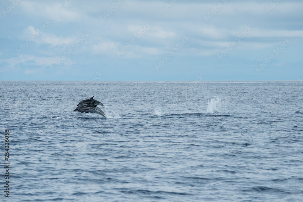 Fototapeta premium Dolphins in the Azores, Portugal
