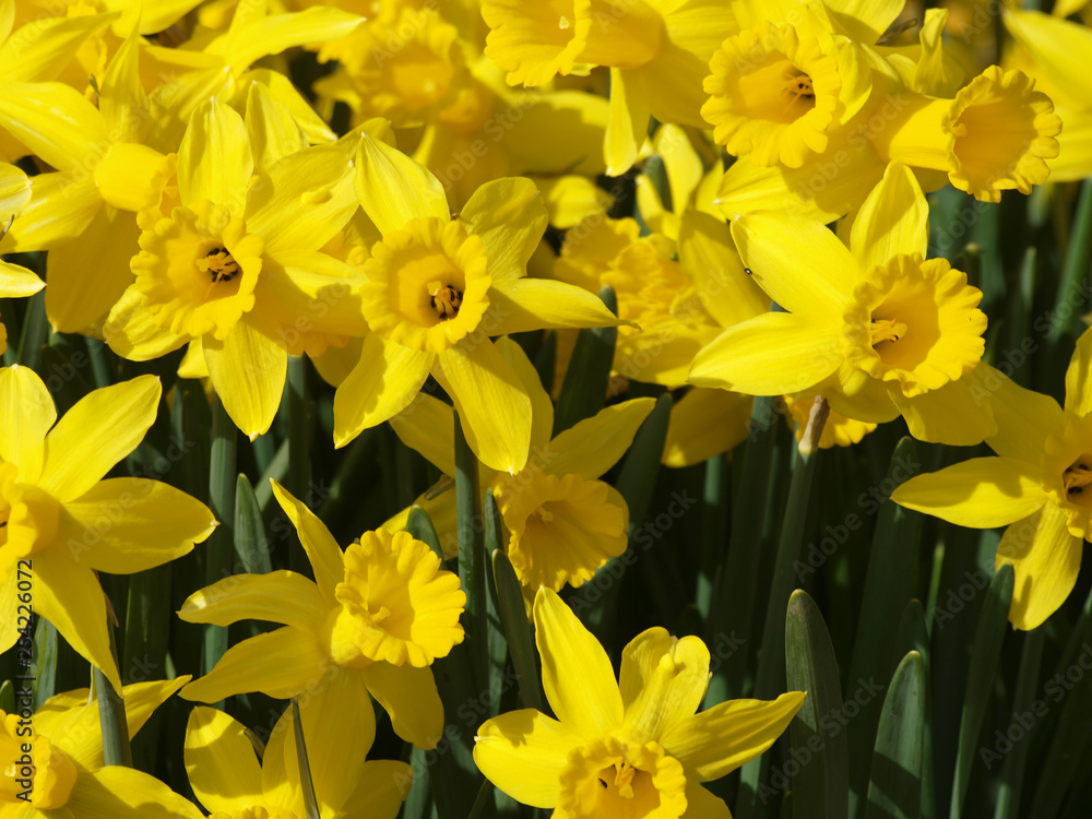 Narcissus pseudonarcissus - Narcisses ou Jonquilles jaunes appelés Narcisses trompette aux tépales en étoile jaune clair autour d'une longue couronne Narcissus pseudonarcissus - Narcisses ou Jonquilles jaunes appelés Narcisses trompette aux tépales en étoile jaune clair autour d'une longue couronne