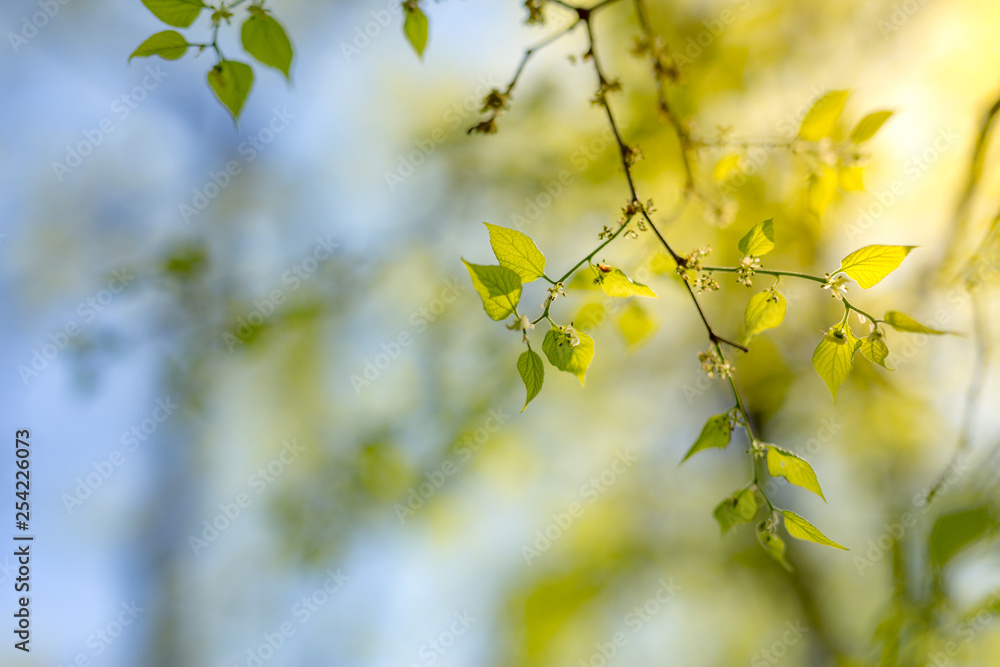 Fresh green leaves soft sunlight and delicate blue sky. Nature background Fresh green leaves soft sunlight and delicate blue sky. Nature background