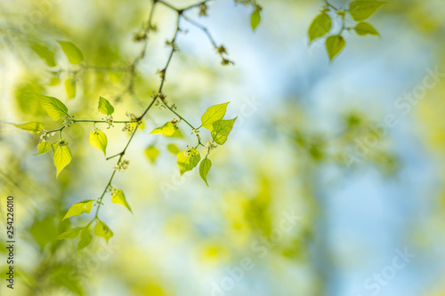 Fresh green leaves soft sunlight and delicate blue sky. Nature background