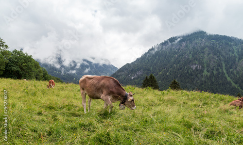 Cows grazing in hight altitude in the Allgau. Bavaria  Germany.
