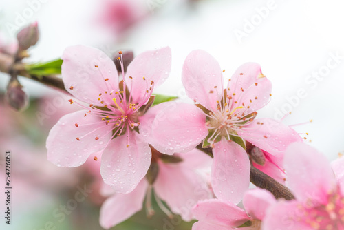 pink flowers on a background