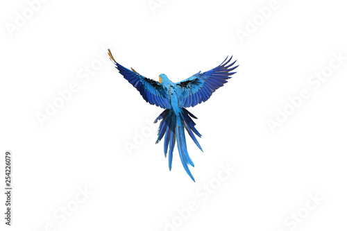 Blue feathers on the back of macaw parrot