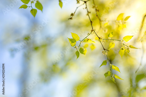 Fresh green leaves soft sunlight and delicate blue sky. Nature background