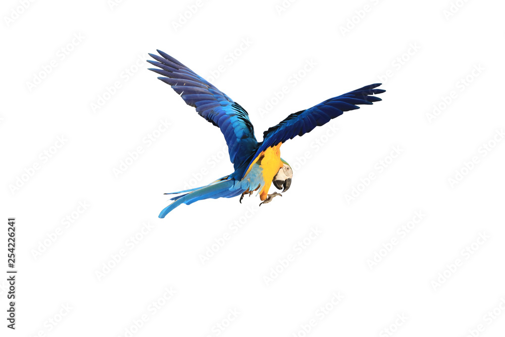 Macaw parrots spread their wings.