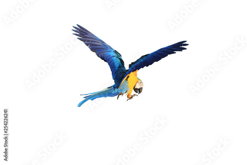 Macaw parrots spread their wings.