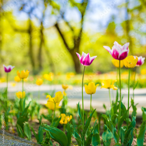 Beautiful spring nature background  tulips in outdoor park or garden