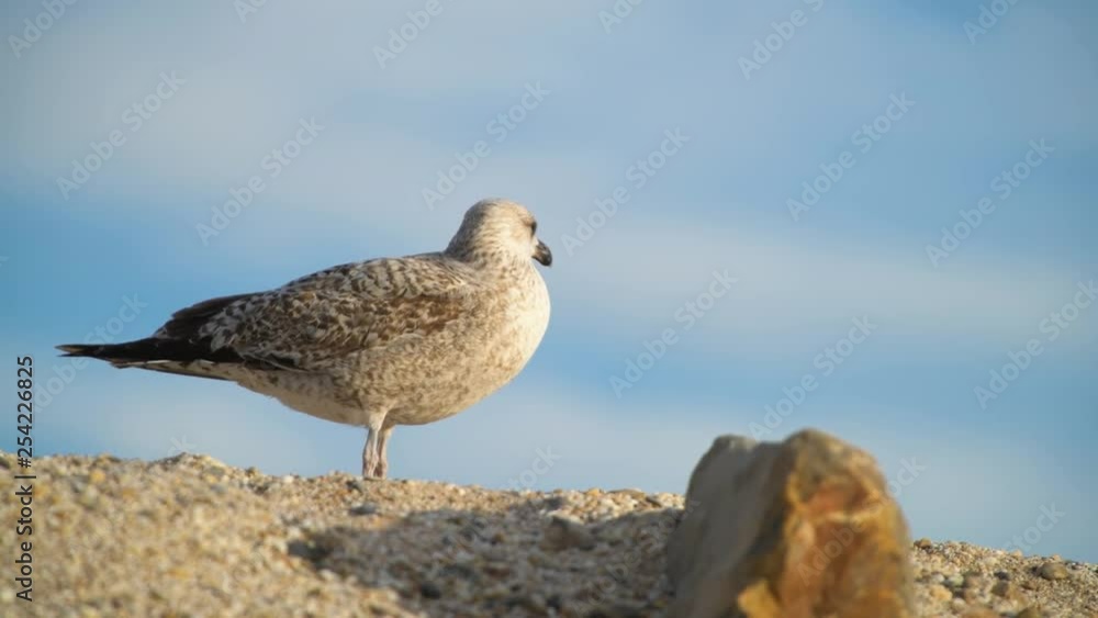 Young seagull close-up on top of sand dune looking around on windy day. Shallow depth of field Young seagull close-up on top of sand dune looking around on windy day. Shallow depth of field