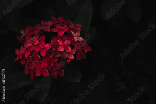 red flower on a black background