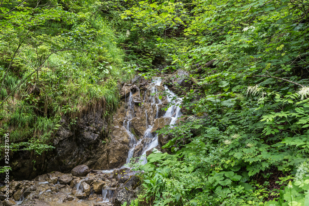 Torrent meandering trough wooded landscape in the high mountain region. Torrent meandering trough wooded landscape in the high mountain region.
