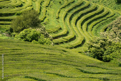 Tea Plantation in the Azores, Portugal