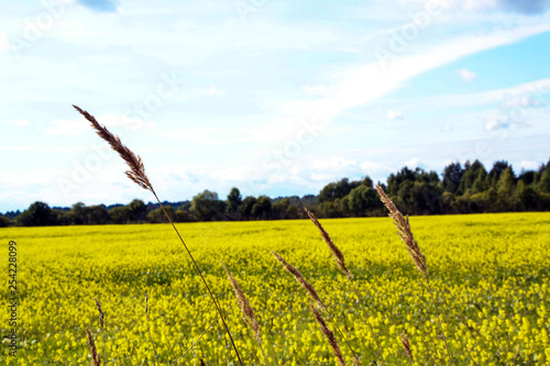 huge field with yellow flowers