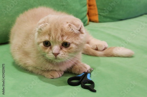 claw clippers and a little cat
