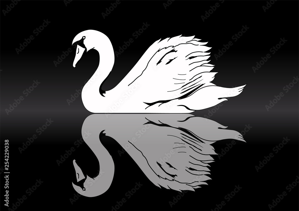 Fototapeta premium White swan silhouette on lake reflection with black background.