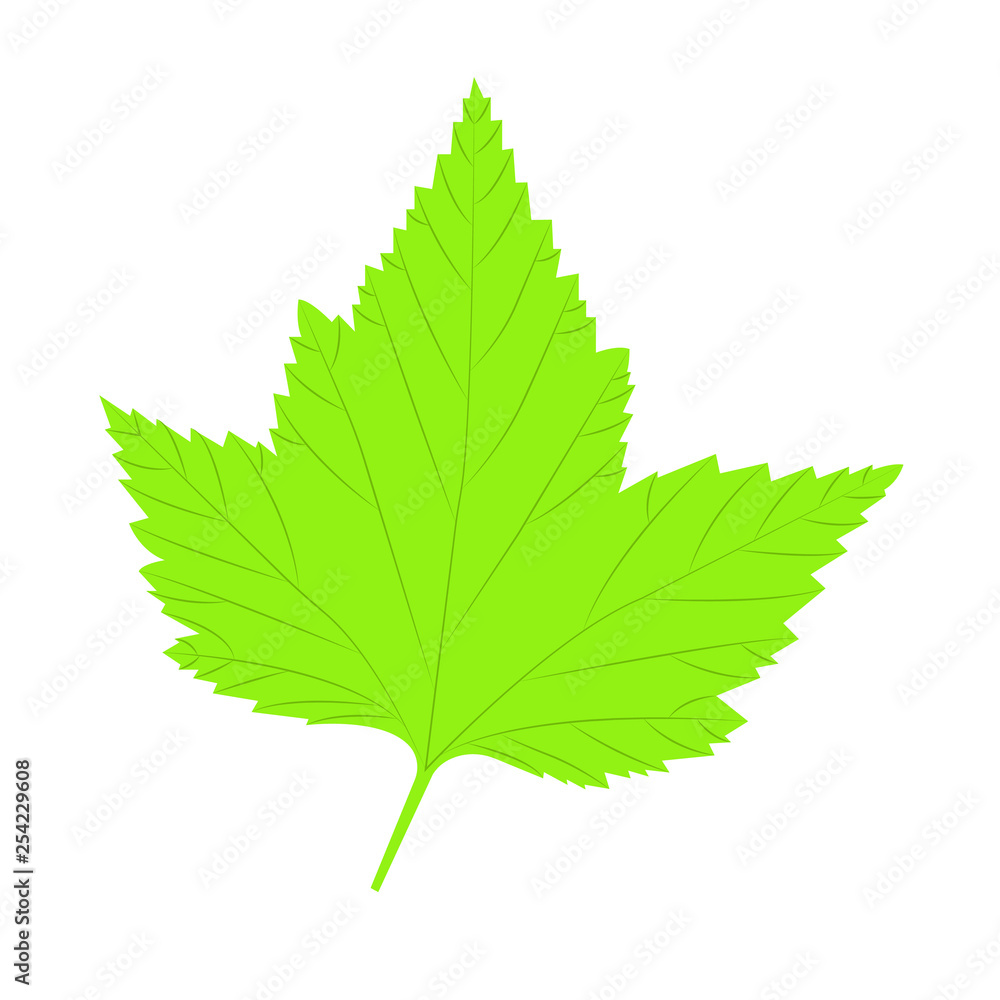 Leaves. Vector illustration, isolated on a white. Leaves. Vector illustration, isolated on a white.