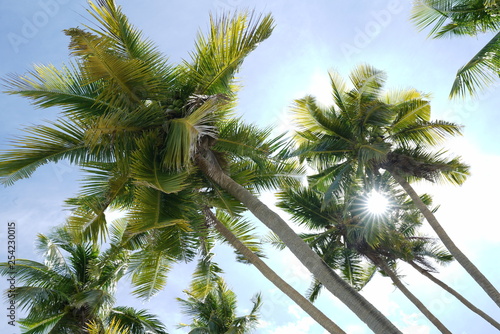 Coconut trees along Siquijor Island, Philippines with sun star effect
