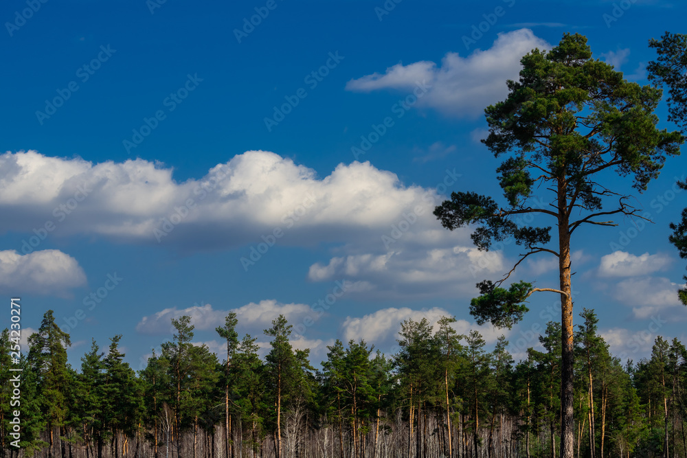 Spring coniferous forest sunny day blue sky