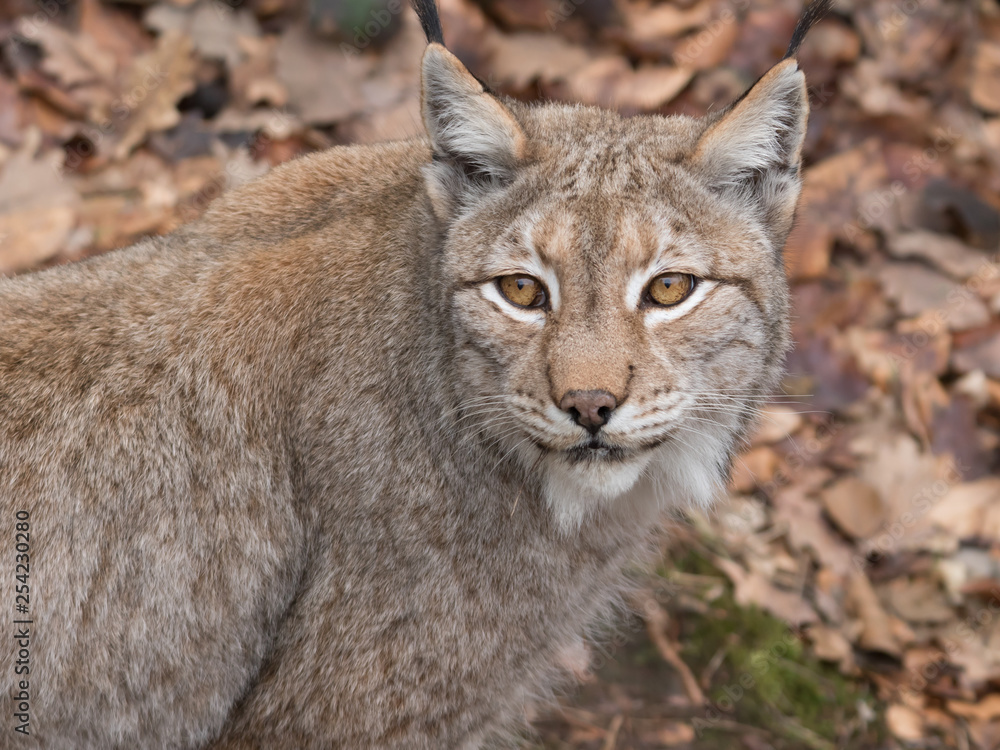 Fototapeta Luchs