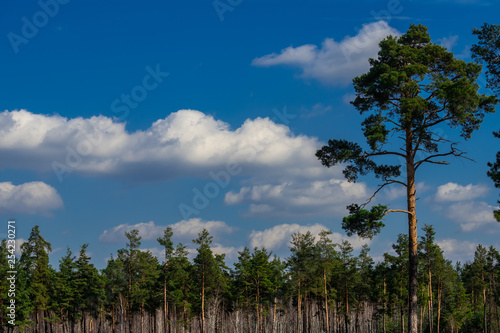 Spring coniferous forest sunny day blue sky