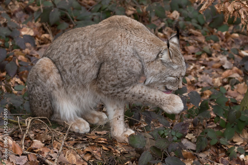 Photography Luchs
